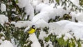 Great tit sits on spruce branch covered snow in winter forest. Royalty Free Stock Photo