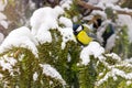 Great tit sits on spruce branch covered snow in winter forest. Royalty Free Stock Photo