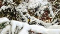 Great tit sits on spruce branch covered snow in winter forest. Royalty Free Stock Photo