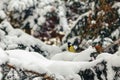 Great tit sits on spruce branch covered snow in winter forest. Royalty Free Stock Photo