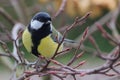 Great tit sitting on branch Royalty Free Stock Photo