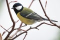 Great tit sitting on branch Royalty Free Stock Photo