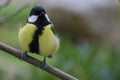 Great tit sitting on branch Royalty Free Stock Photo