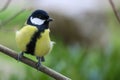 Great tit sitting on branch Royalty Free Stock Photo