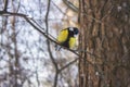 Great tit is sitting on a branch in the forest