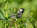 A great tit sitting on bush in summer Royalty Free Stock Photo