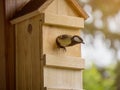 Great tit sitting in the hole of the nest box Royalty Free Stock Photo