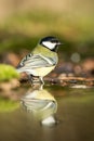 Great tit sitting on lichen shore of pond water in forest with bokeh background and saturated colors, Hungary, bird reflected