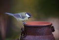 Great tit Royalty Free Stock Photo