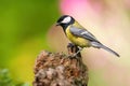 Great tit sitting on wood in springtime nature with blooming flowers behind Royalty Free Stock Photo