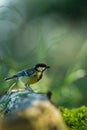 Great tit sitting on wood trunk in forest with bokeh background and saturated colors, Hungary, songbird in nature forest lake habi