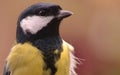 Great tit