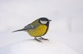 Great tit on snow