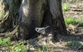 Great tit songbird alert on a root