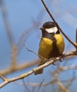 Great Tit in springtime Royalty Free Stock Photo