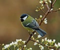 Great Tit in springtime Royalty Free Stock Photo