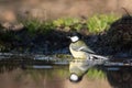 Great tit taking a bath in a pond Royalty Free Stock Photo