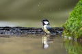 Great tit taking bath Royalty Free Stock Photo