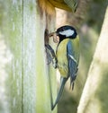 Great tit taking food back to the nest.