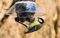 Great tit taking a sunflower seed from bird feeder Royalty Free Stock Photo