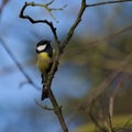 Great tit titmouse, Great tit, Parus major