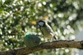 Great tit to the manger eat, Royalty Free Stock Photo