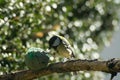 Great tit to the manger eat,