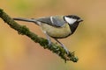 Great tit Royalty Free Stock Photo