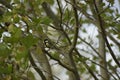 A great tit in a tree. Seen from afar. Far sight - France