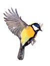 Great Tit. Royalty Free Stock Photo