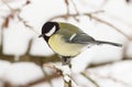 Great Tit in Winter