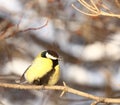 Great tit in winter forest Royalty Free Stock Photo