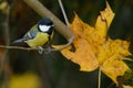 Great tit and yellow maple leaf Royalty Free Stock Photo