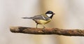 Great titmouse bird, songbird sitting on the branch