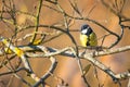 Great titmouse bird on a tree branch in autumn nature background, wildlife