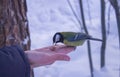 Great titmouse sits on hand