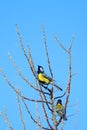 Great tits, Apajpuszta, Hungary Royalty Free Stock Photo