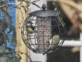 Great tits on a bird feeder Royalty Free Stock Photo