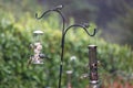 Great Tits and Blue Tits on Bird Feeders in an English Garden Royalty Free Stock Photo