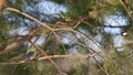 Great Tits (Parus major) are jumping on pine branches and chirp