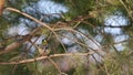 Great Tits (Parus major) are jumping on pine branches and chirp