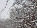 Great Tits Parus major in Winter Royalty Free Stock Photo