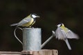 Great tits standing on a watering can, Vosges, France Royalty Free Stock Photo