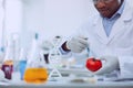 Concentrated skilled biologist modifying tomato