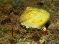 Great top shell, Gibbula magus. Loch Linnhe, Diving, Scottish West Coast