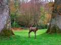 GREAT TORRINGTON, NORTH DEVON - 21 NOVEMBER, 2020: An antelope sculpture by George Hider in the RHS garden, Rosemoor. Royalty Free Stock Photo