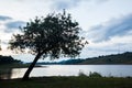 Great tree in countryside field with lake water at eventide Royalty Free Stock Photo