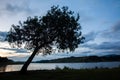 Great tree in countryside field with lake water at eventide