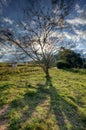 Great tree in countryside field - Wide angle back light - High Dynamic Range