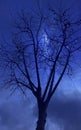 The great tree observing an infinite dark blue sky